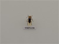 藏品(蓬萊角肩花天牛)的圖片